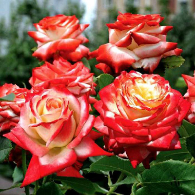 水灵花园法拉皇后法国月季盆栽灌木绿植