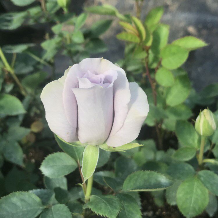 水灵花园青龙灌木切花月季蓝紫蓝紫色色系盆栽绿植