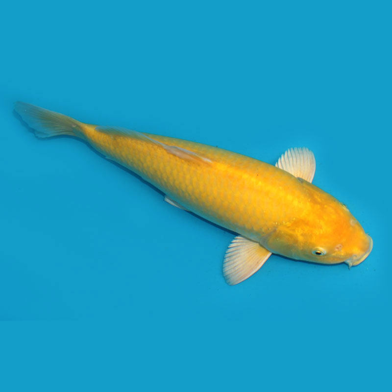 纯种日本锦鲤活鱼家养观赏鱼淡水冷水鱼黄金白金鱼