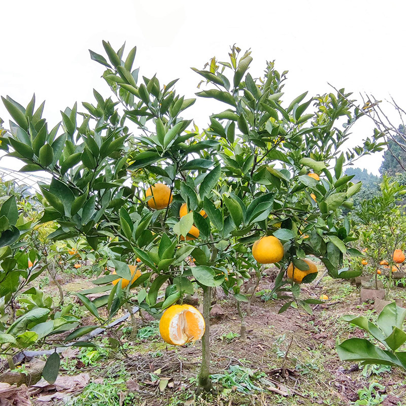 葡萄柚苗西柚树嫁接柚子小个个头矮化苗木四川果树