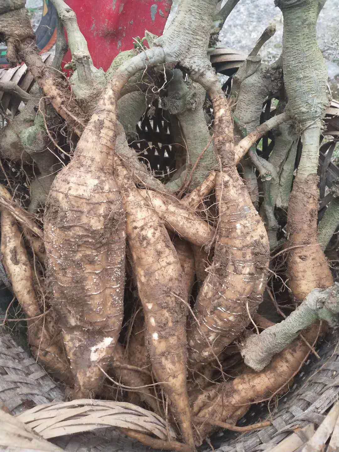 恩施富硒农家自种新鲜葛根5斤装包葛根