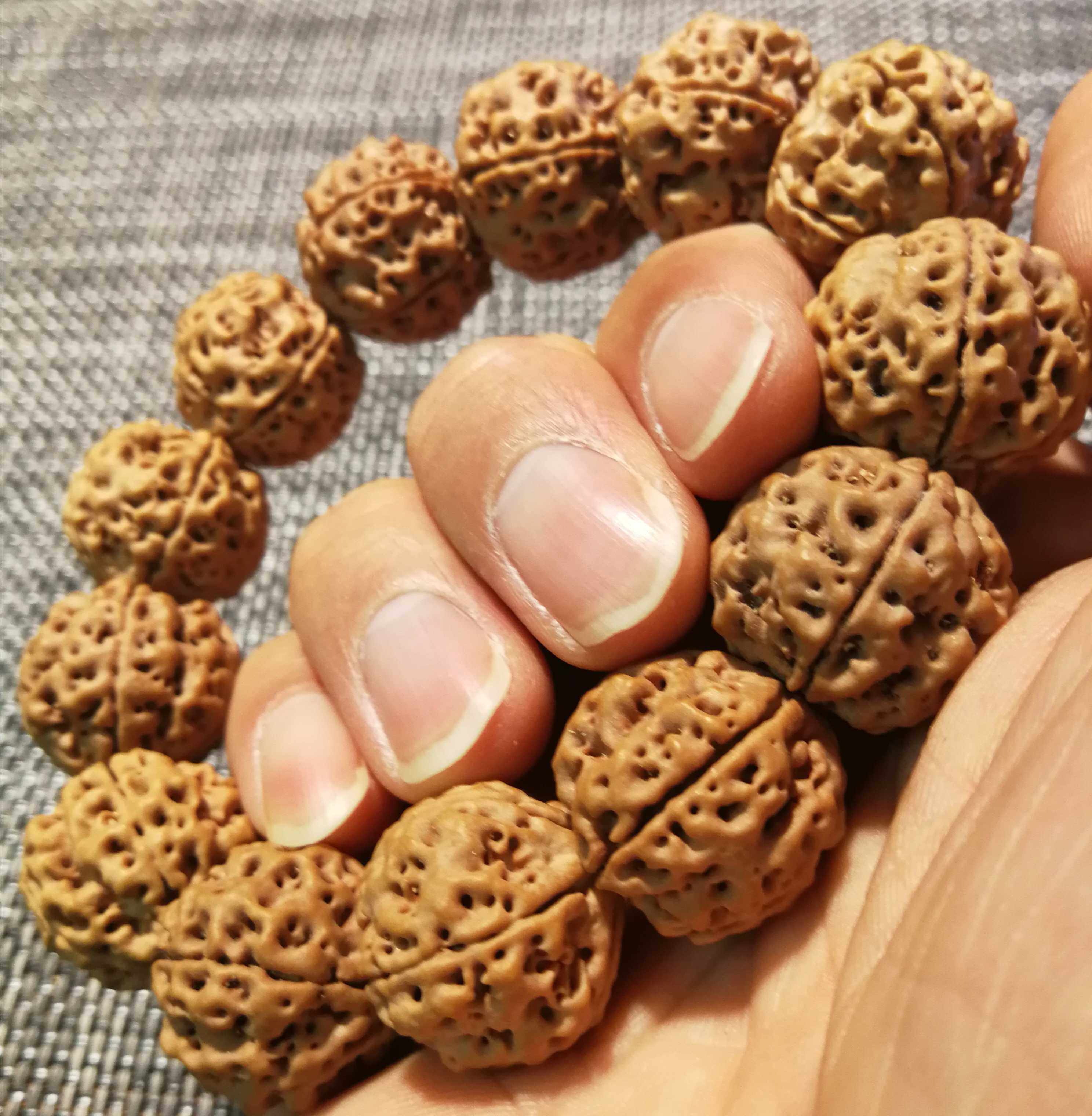 尼泊尔五星头蜂王大金刚