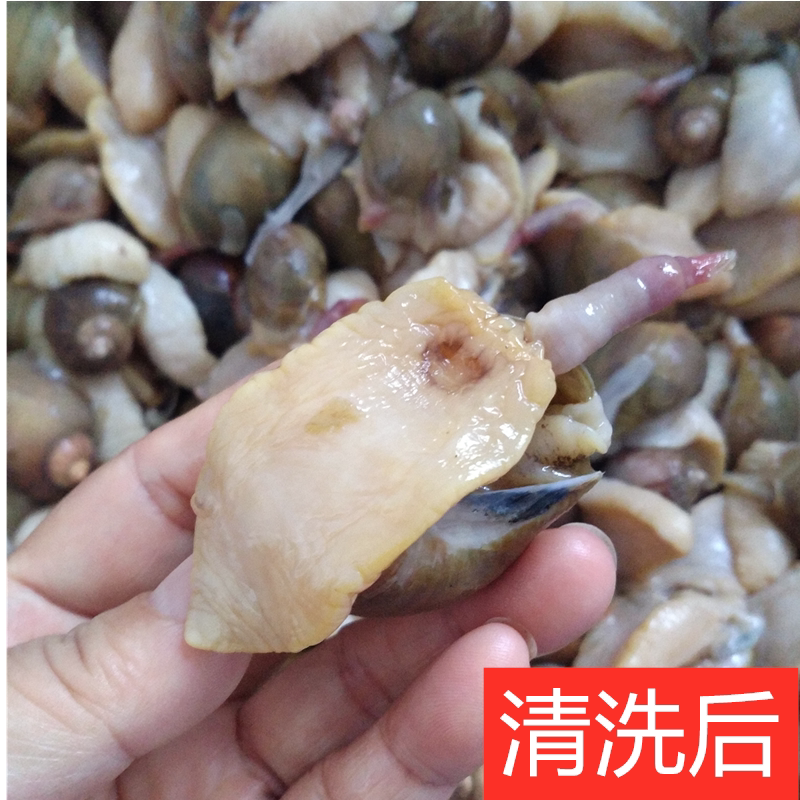 威海海鲜新鲜野生鲍鱼鲍螺老婆脚黏鲜活蛾螺其它
