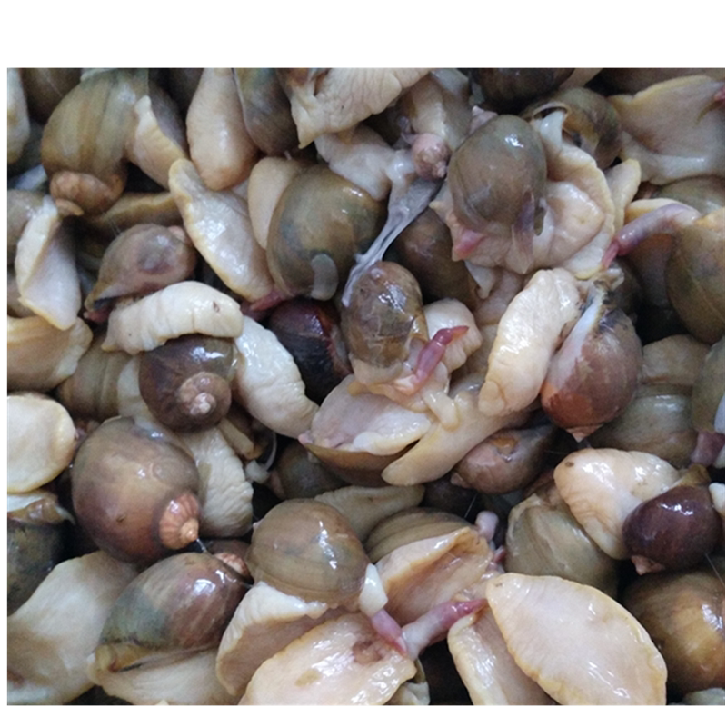 威海海鲜新鲜野生鲍鱼鲍螺老婆脚黏鲜活蛾螺其它