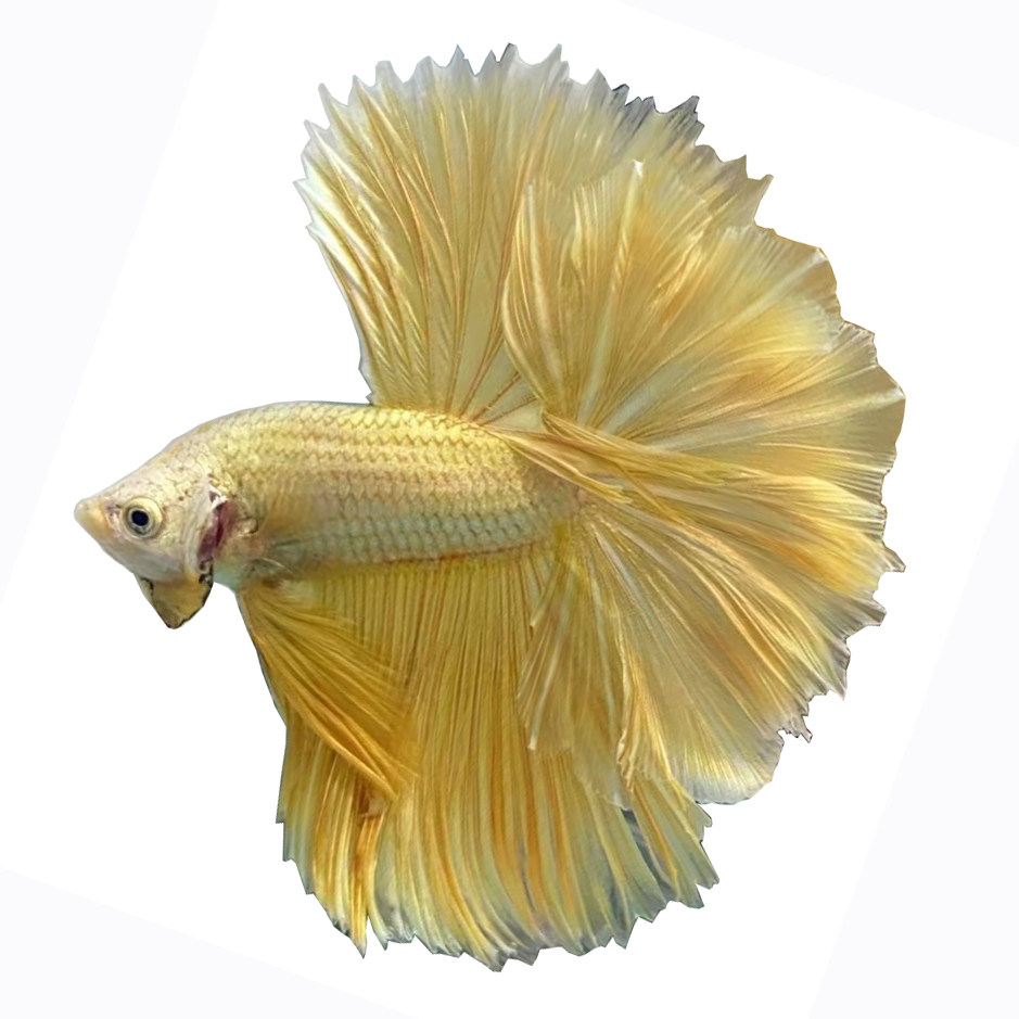 泰国粉色大耳半月将军耐活斗鱼展示精品热带鱼