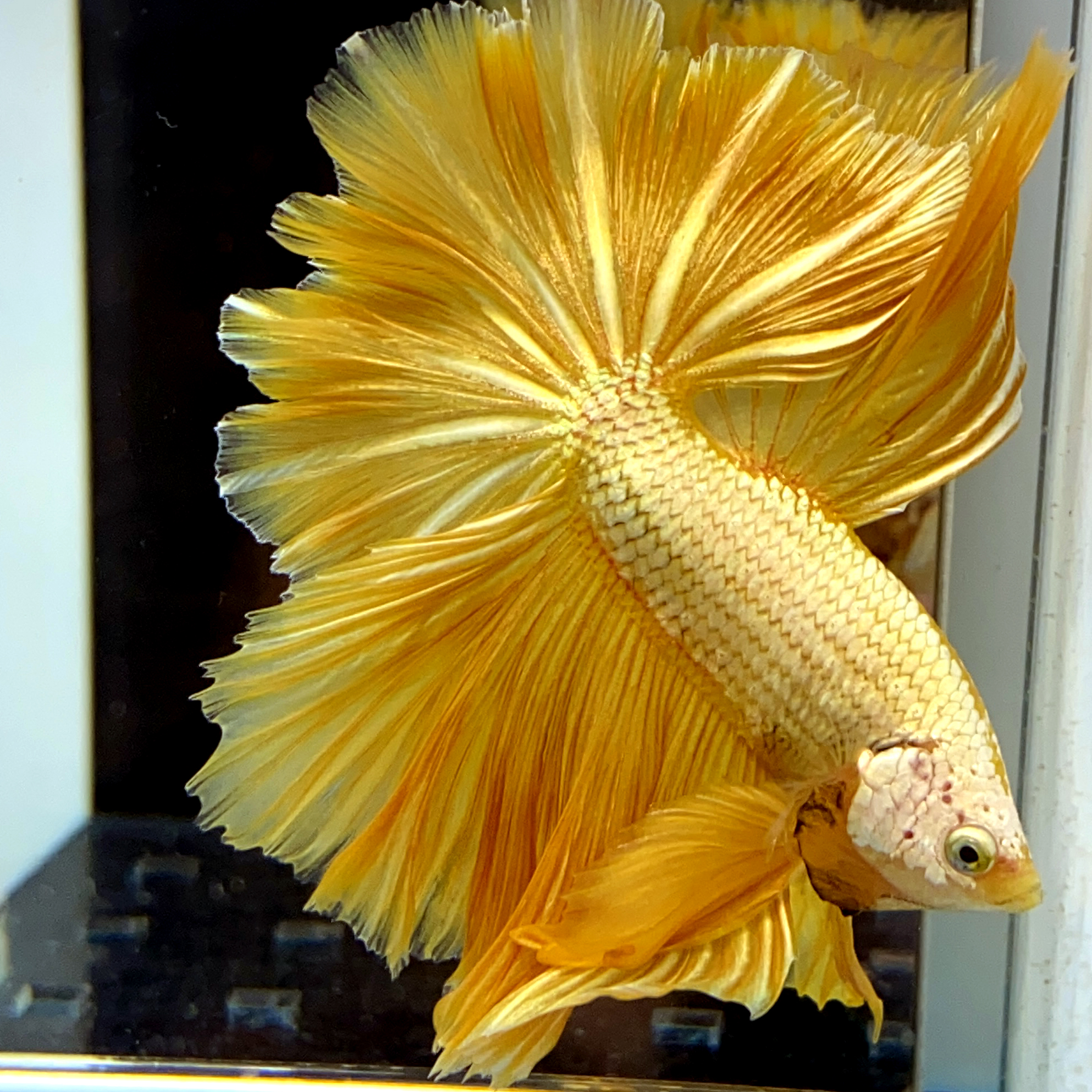 泰国粉色大耳半月将军耐活斗鱼展示精品热带鱼