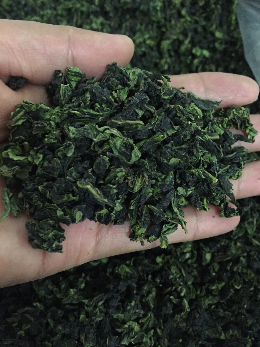 茶叶新款中国福建省自然铁观音鲜香大味回味香高铁观音