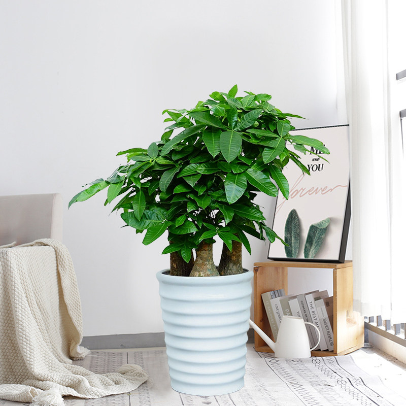 步步高发财树盆栽客厅大颗型树桩植物绿植办公室绿化大型绿植