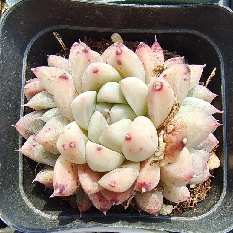 一物一拍阿尔巴佳人如梦白底粉透暗纹边线多肉多肉植物