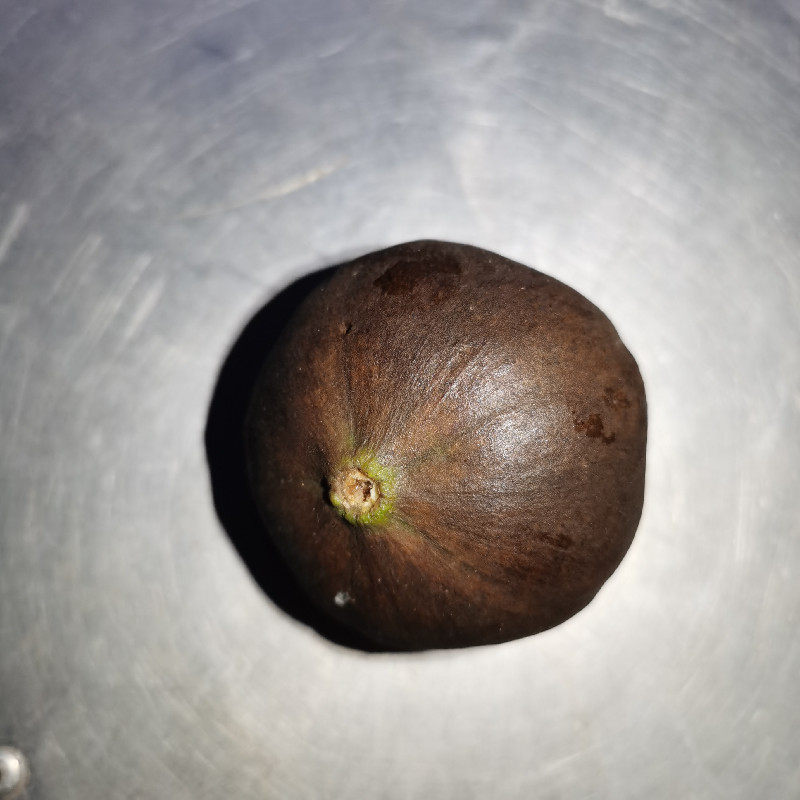 野生桐子大山自然生长油桐果桐果子重庆特产其他药食同源食品