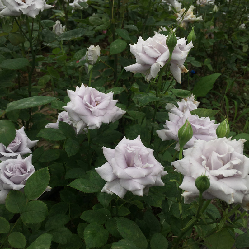 蓝紫色四季浓香盆栽植物花卉耐热青龙好强立性摆件