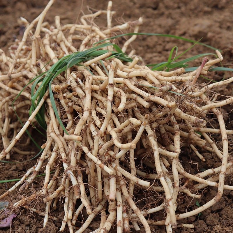 新鲜耳根鱼腥草猪鼻孔凉拌节儿根现挖时令蔬菜叶菜类