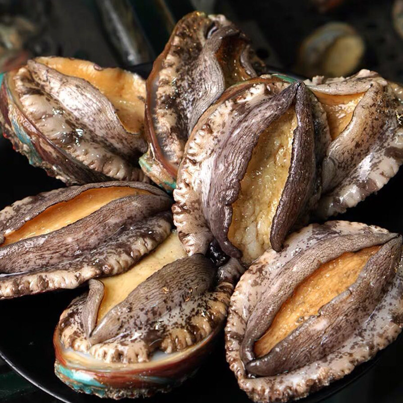 鲍鱼成都海鲜大连鲜活1011头鲜活海鲜鱼10只包邮鲍鱼