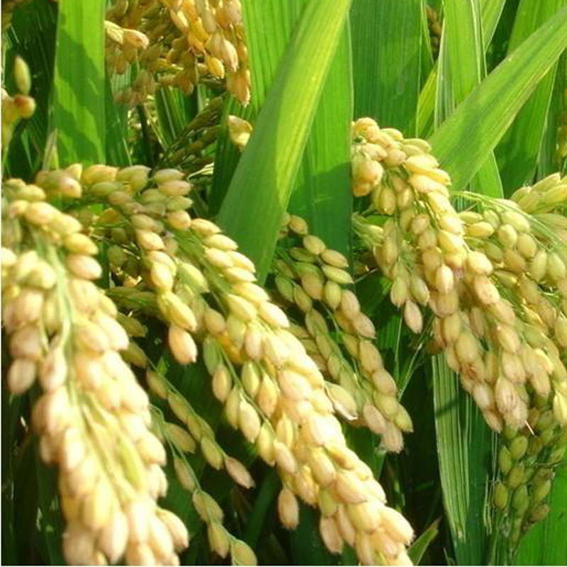 山东实惠家用10斤新米大米粳米三角洲东营河口大米