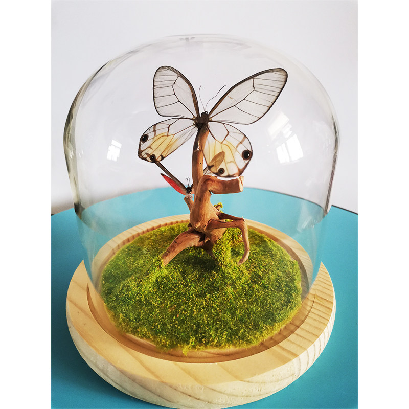 真蝴蝶标本昆虫标本蝴蝶diy特色创意生日节日奇趣礼品立体摆件