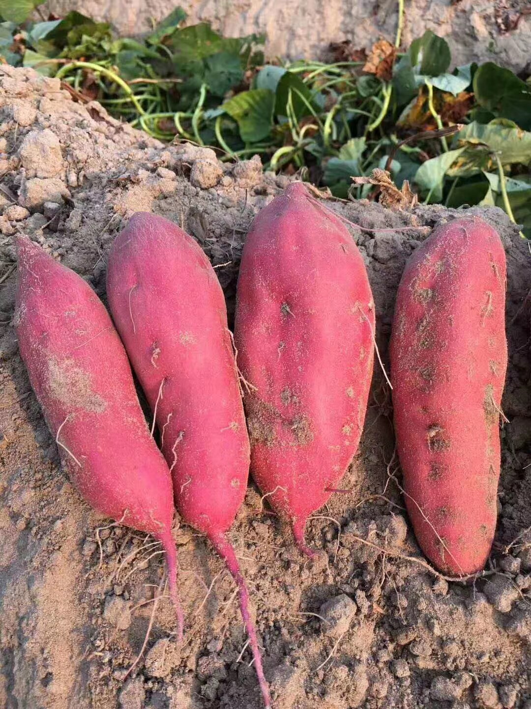 海南正宗澄迈沙地桥头富硒地瓜新鲜红薯农家番薯