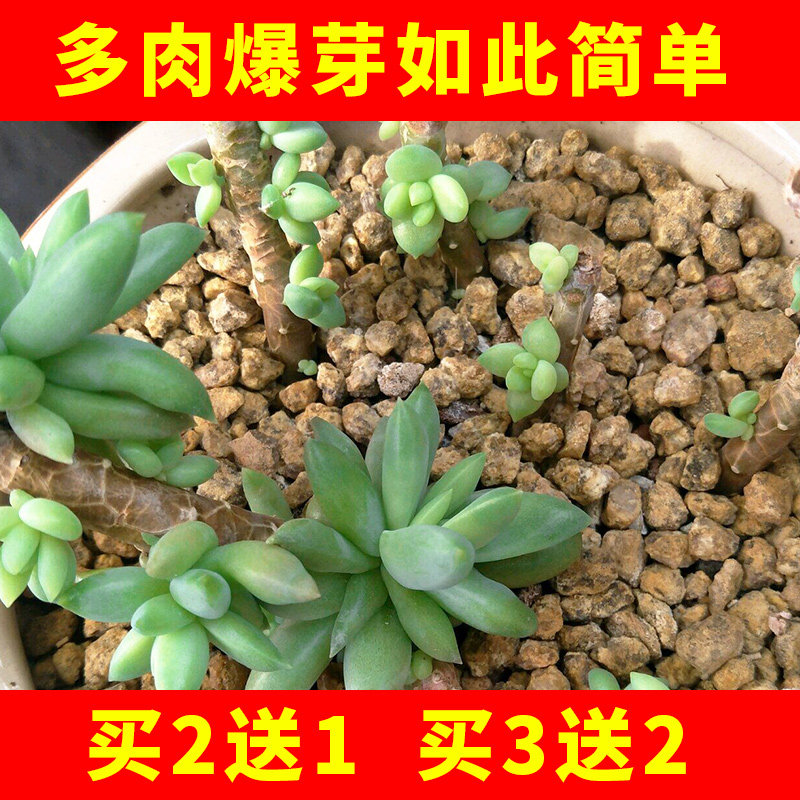 多肉专用优芽植物侧芽细胞裂素促芽生长素暴芽叶面肥