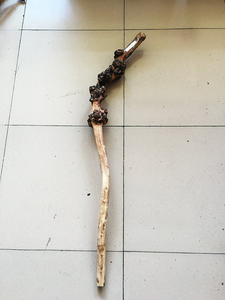 黑果云南果树果木拐杖原生态根艺半成品拐棍木雕根雕