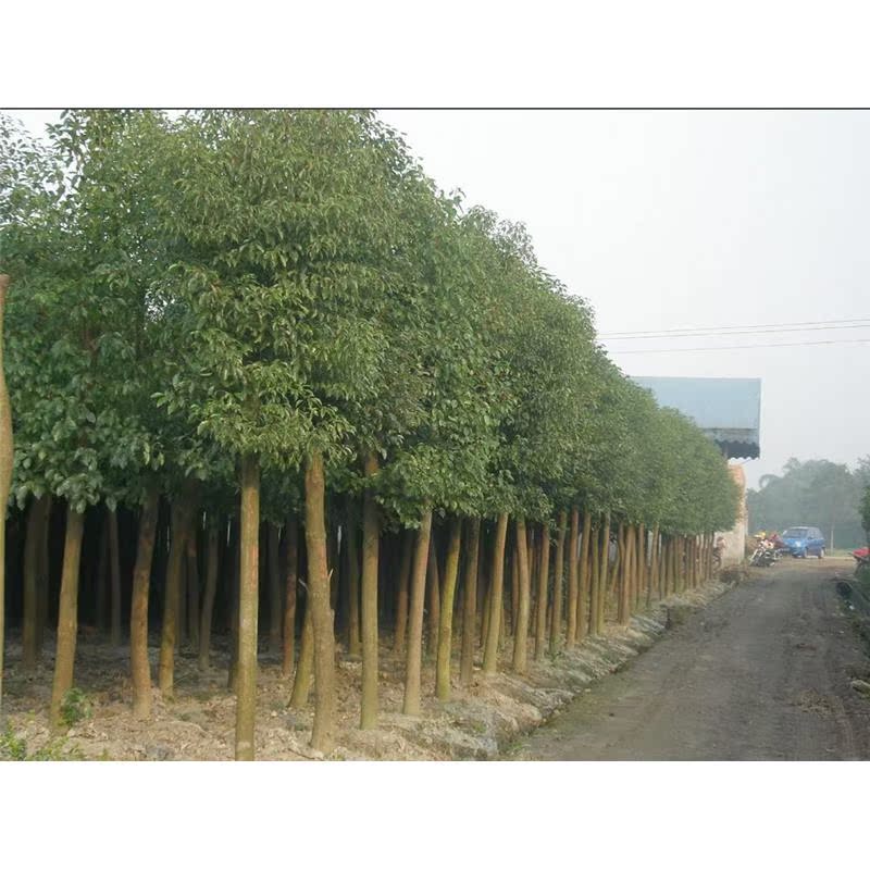 香樟树苗大小规格齐全绿化苗木香樟树道路绿化苗木不落叶四季常青