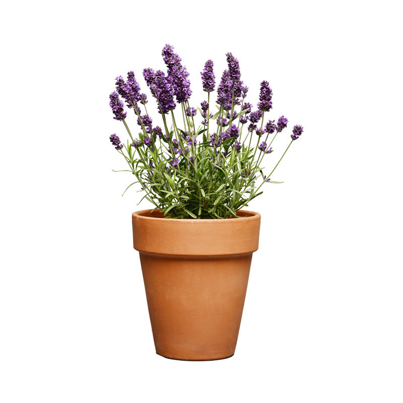种子薰衣草四季盆栽法国香草花卉套餐草花家庭园艺种子
