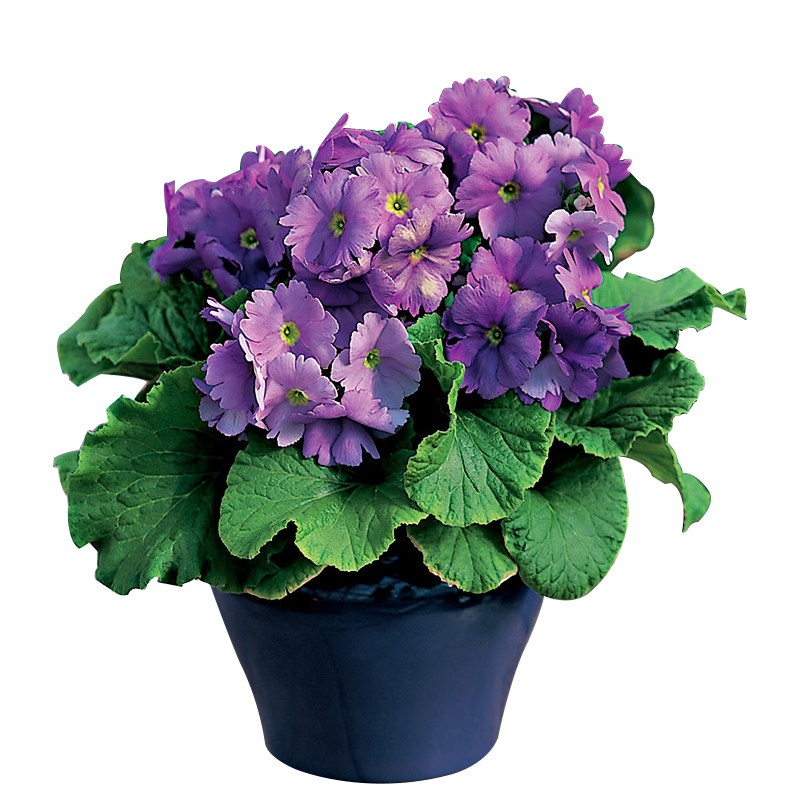 种子18元包邮报春花混色阳台庭院花卉盆栽绿植园艺家庭园艺种子