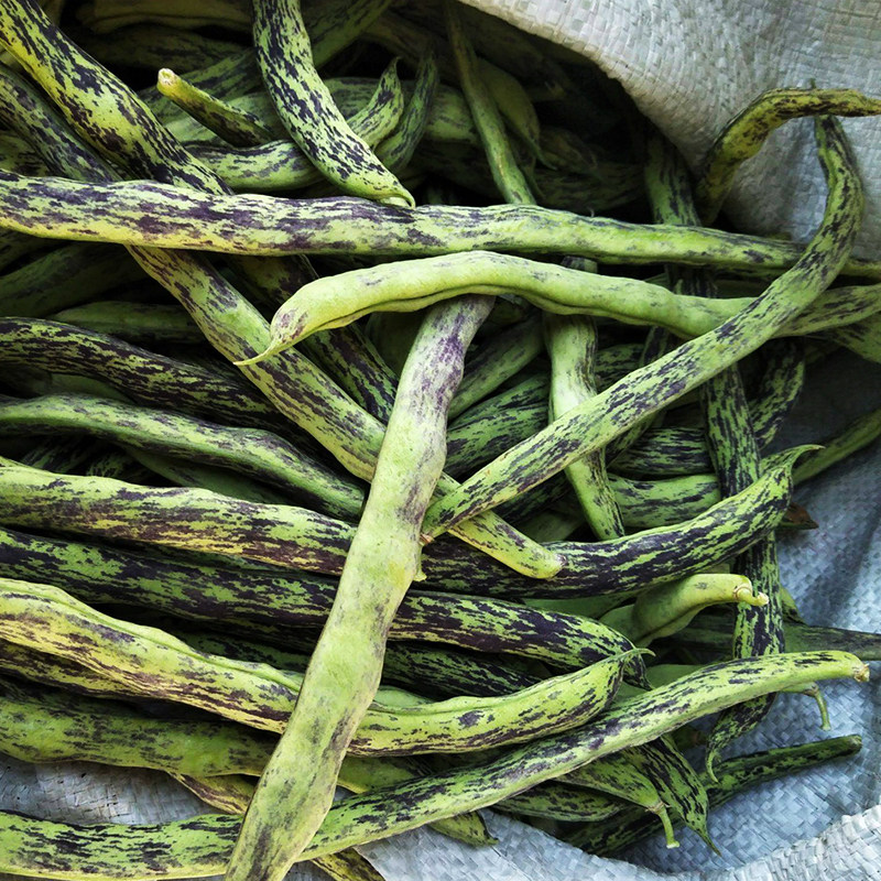 花皮豆角种子高产春秋播种蔬菜种籽四季菜豆家庭园艺种子