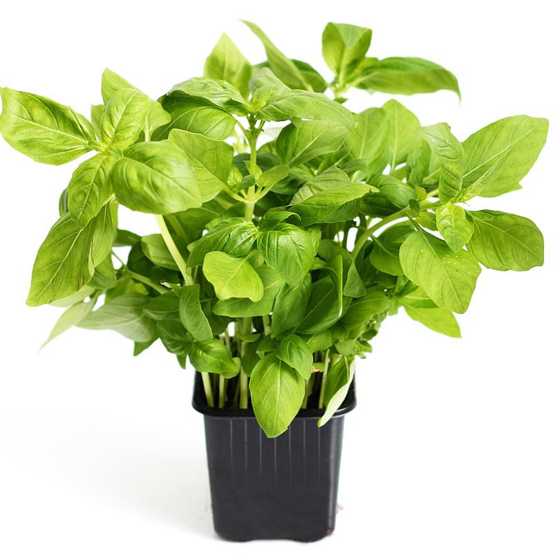 罗勒台湾九层塔种子大叶叶绿香草甜橙柠檬泡茶家庭园艺种子