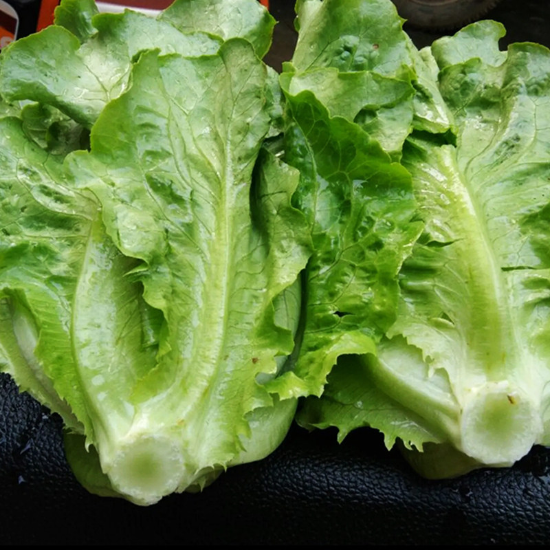 抗热耐抽苔意大利生菜种子易种四季播种沙拉营养蔬菜种子种业春季