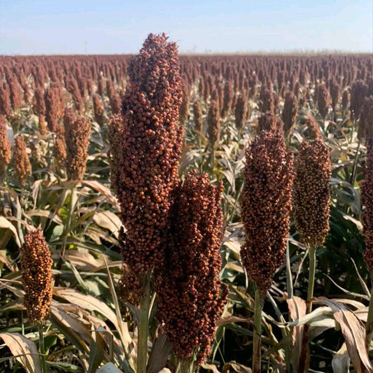 京都矮杆高粱种子吨梁王高粱矮生酿酒红高粱籽大田高产春夏季播种