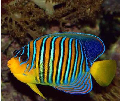 神仙观赏鱼海水活体直纹皇后马代金毛巾马鞍蓝面鱼