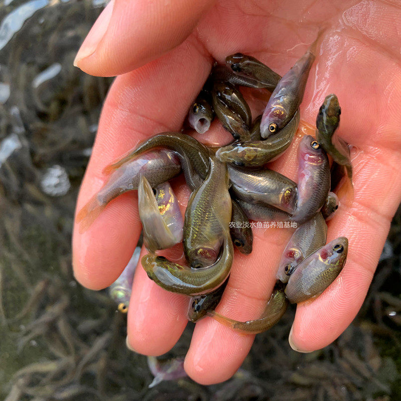 鲤鱼鱼苗优质禾花稻田荷花活体淡水养殖冷水鱼