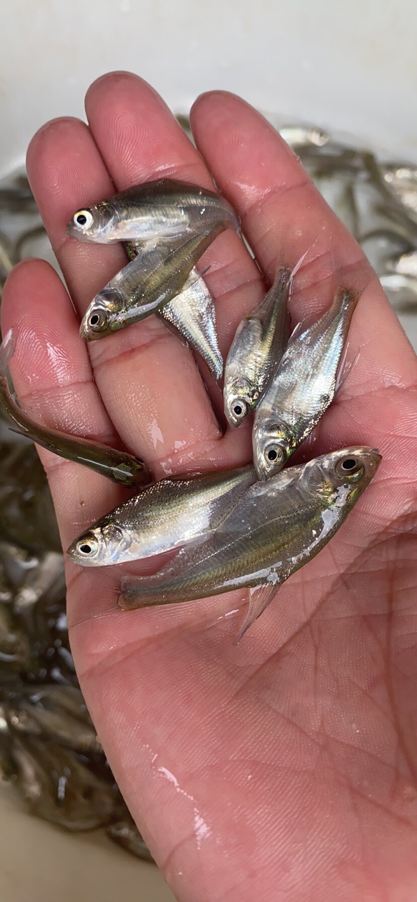 鱼苗三角鳊鱼淡水武昌活体鲂鱼团头鲂边鱼沙边鱼
