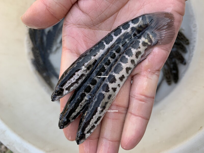 鱼苗杂交黑鱼淡水乌鳢活体鱼头观赏鱼冷水猛鱼鱼