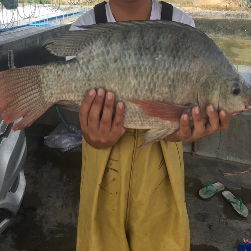 鱼苗脆肉罗非罗非鱼淡水特大种脆福寿福寿鱼非洲鱼