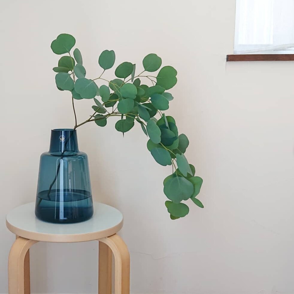 进口圆叶尤加利鲜切水养植物水培网红产品高端绿植