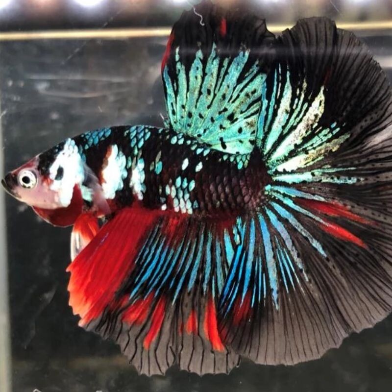 斗鱼泰国进口热带鱼半月视频选鱼展示高端北京鱼