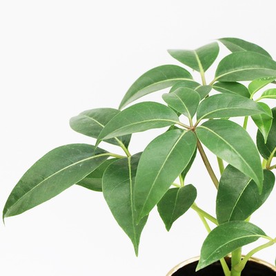 大叶日本保罗北欧风网红桌办公桌盆栽观叶植物植物趣味易活绿植