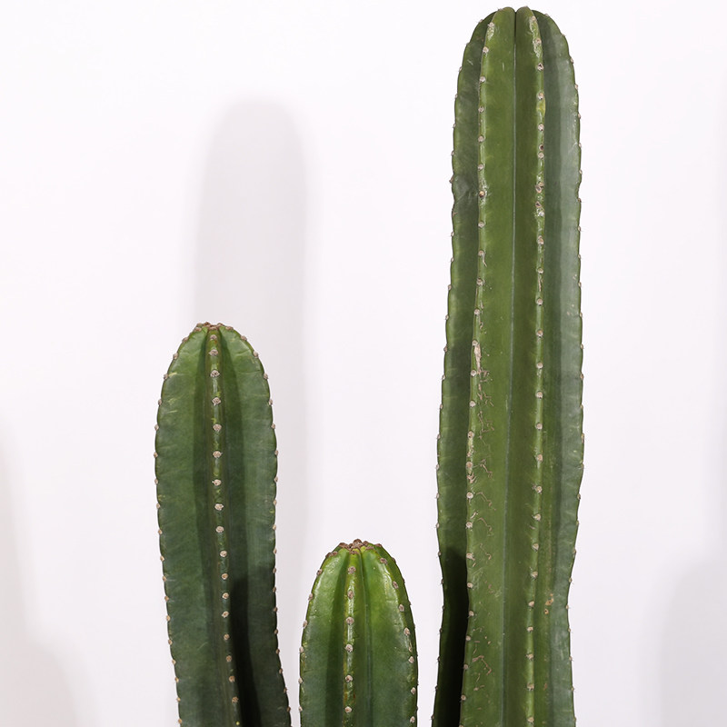 北欧风格仙人柱90巴西铁柱量天尺盆栽龙神柱仙人柱仙人掌植物盆栽