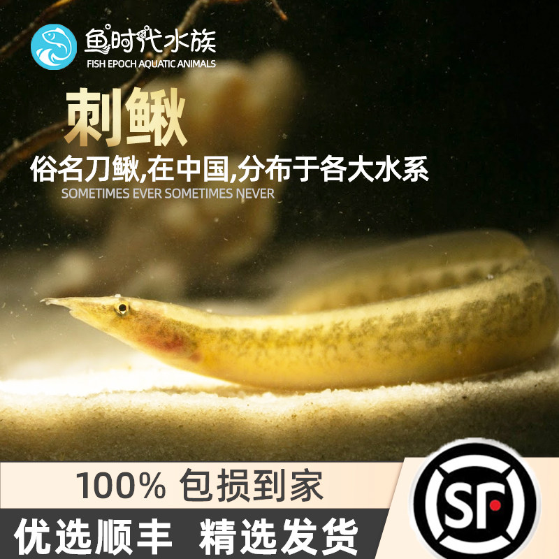 刀鳅鱼刺鳅钢鳅鱼热带鱼淡水冷水耐寒招财财大鱼