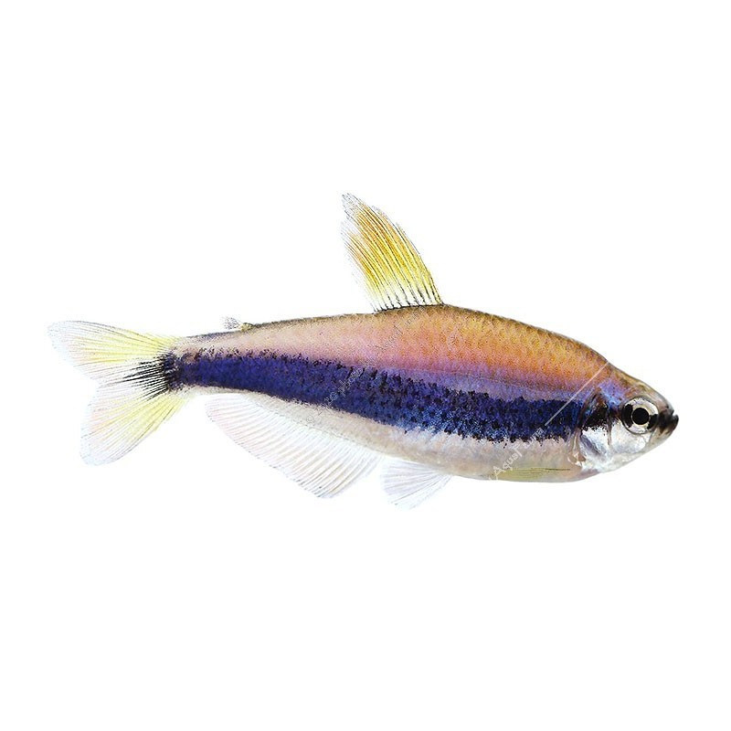 国王蓝国热带灯科鱼水水草缸群帝王蓝帝提灯鱼