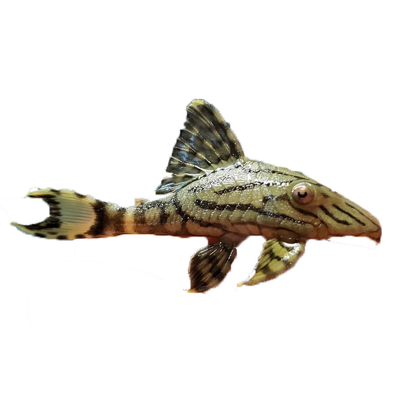 [鱼时代]南美野生异型l191绿皮皇冠豹清道夫小型哥绿热带观赏鱼-mc