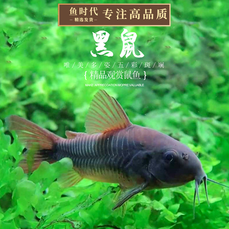 委内瑞拉黑鼠热带鱼底栖鼠鱼尼罗河南美稀有工具翻砂鱼