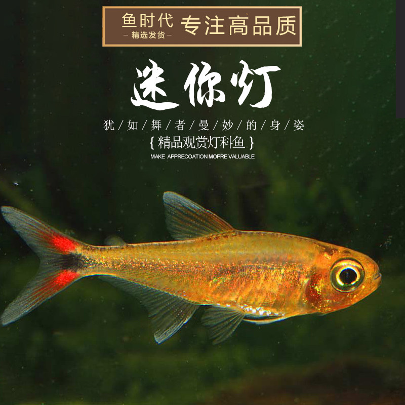 灯鱼迷你金针红绿灯宝莲灯热带小型鱼草缸群樱桃鱼