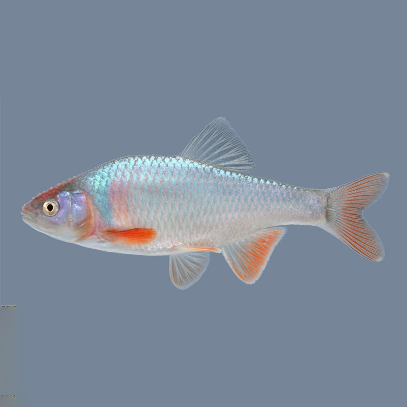 彩虹精灵鱼卢伦真小鲤北美原生冷水鱼耐寒淡水稀有鱼