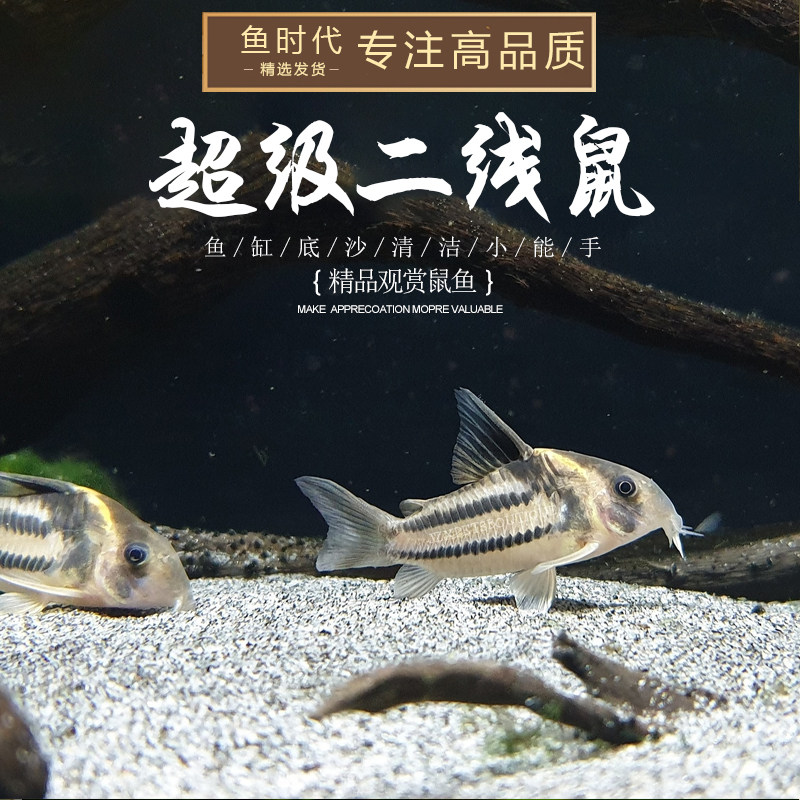 南美野生超级二线鼠鱼超级舒瓦茨鼠鱼舒瓦兹鼠二线公主超舒活体鱼