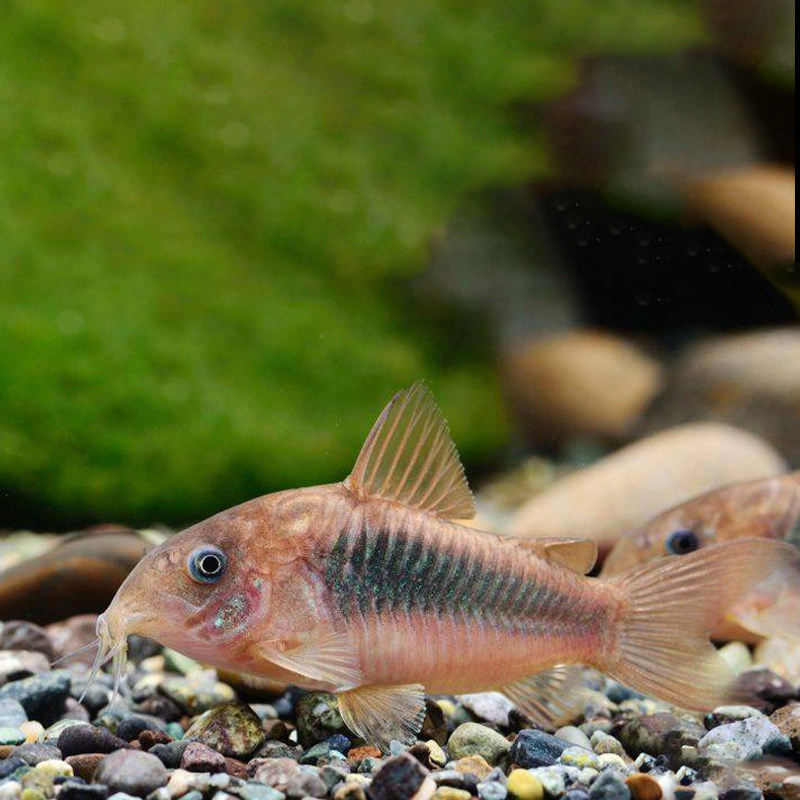 清道夫鱼金苔鼠清洁洁鱼工具鱼吃垃圾冷水热带鱼鱼