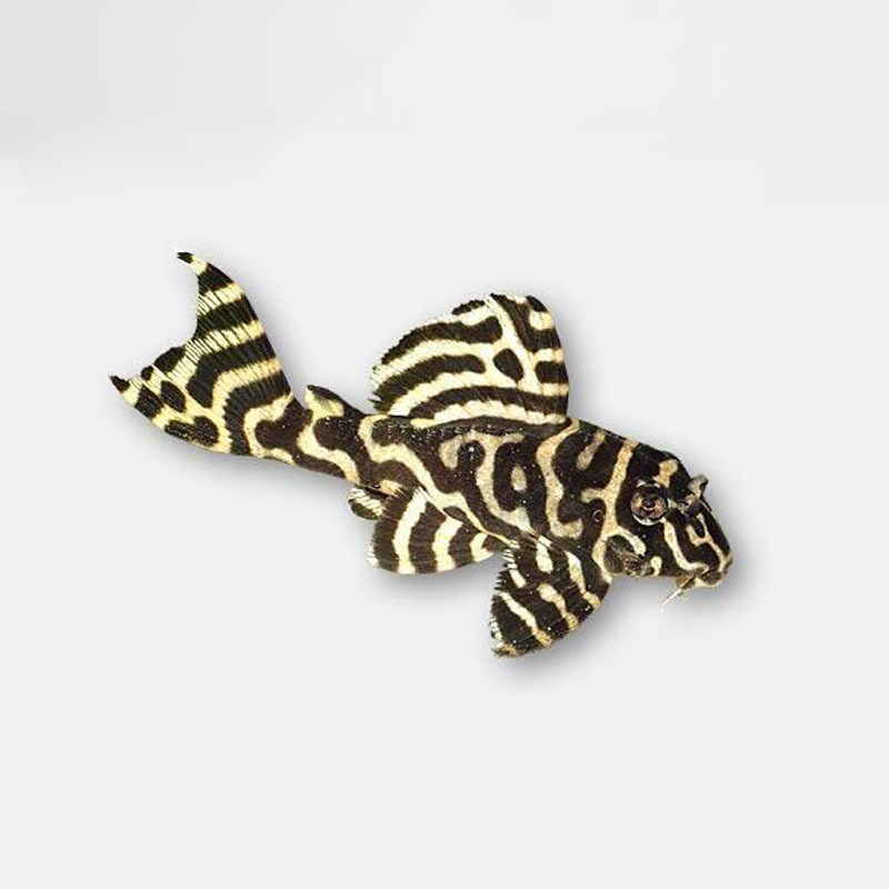 黄金帝王迷宫l333南美野生异型熊猫斑马白金鱼