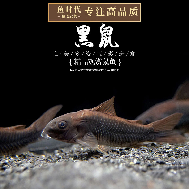 委内瑞拉黑鼠热带鱼底栖鼠鱼尼罗河南美稀有工具翻砂鱼