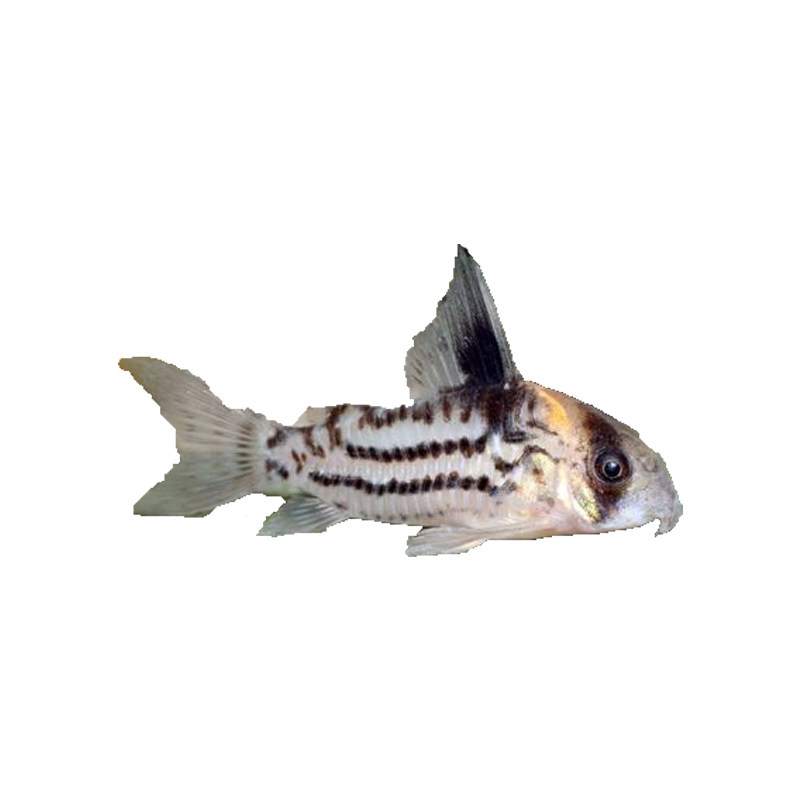 南美野生超级二线鼠鱼超级舒瓦茨鼠鱼舒瓦兹鼠二线公主超舒活体鱼