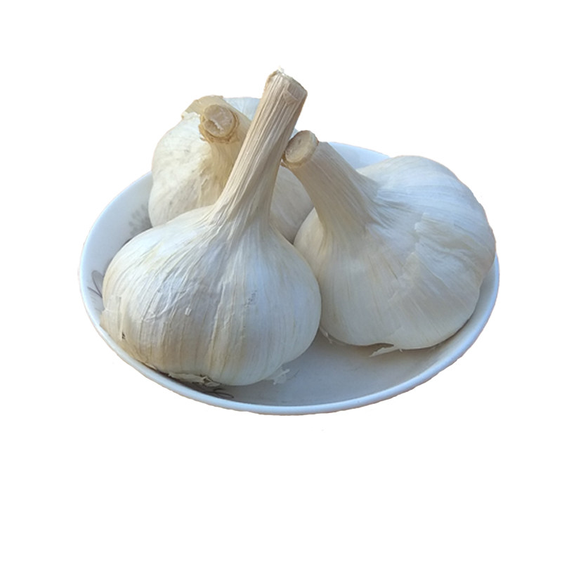 山东白皮蒜头5斤2022新鲜现挖湿嫩苍山大蒜大蒜